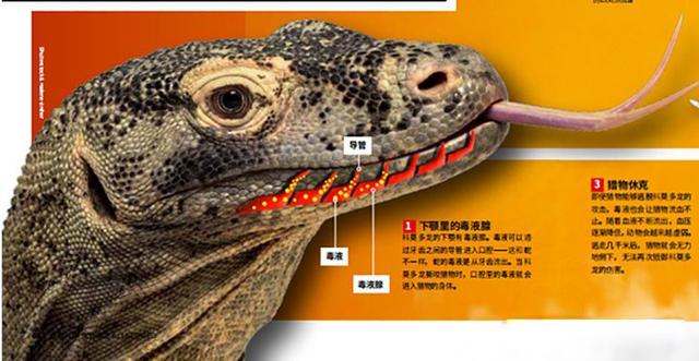 脆蛇蜥咬人吗:假如人类被巨蜥咬上一口，是否只能坐以待毙，等待死亡呢？