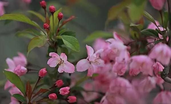 张爱玲说人生有三大遗憾：鲥鱼多刺、海棠无香、《红楼》未完，有什么深意？插图38