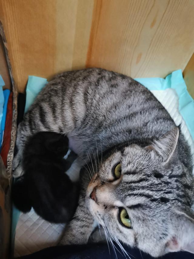 我们家猫咪快要生了，跟前跟后的一直望着我叫，给猫粮也不吃了。是什么原因？插图36