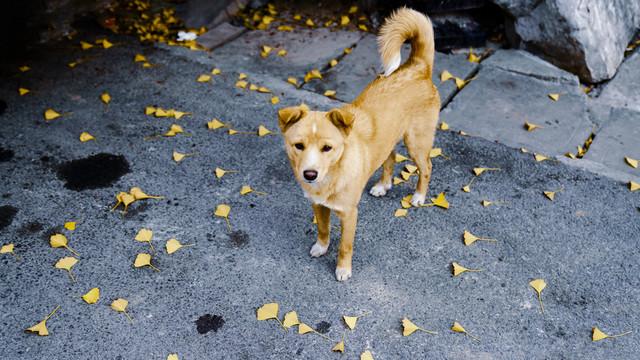 澳洲野犬岛:“村口大黄”到澳变身顶级杀手，吃袋鼠偷绵羊让人头疼，凭什么？ 澳洲野犬视频