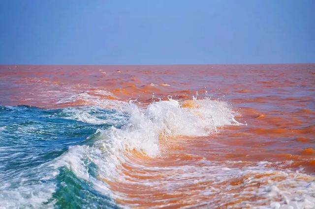 淡水鱼种类以及图片:黄河每天将鱼冲入大海，淡水鱼在海中无法存活，这些鱼都去哪了？