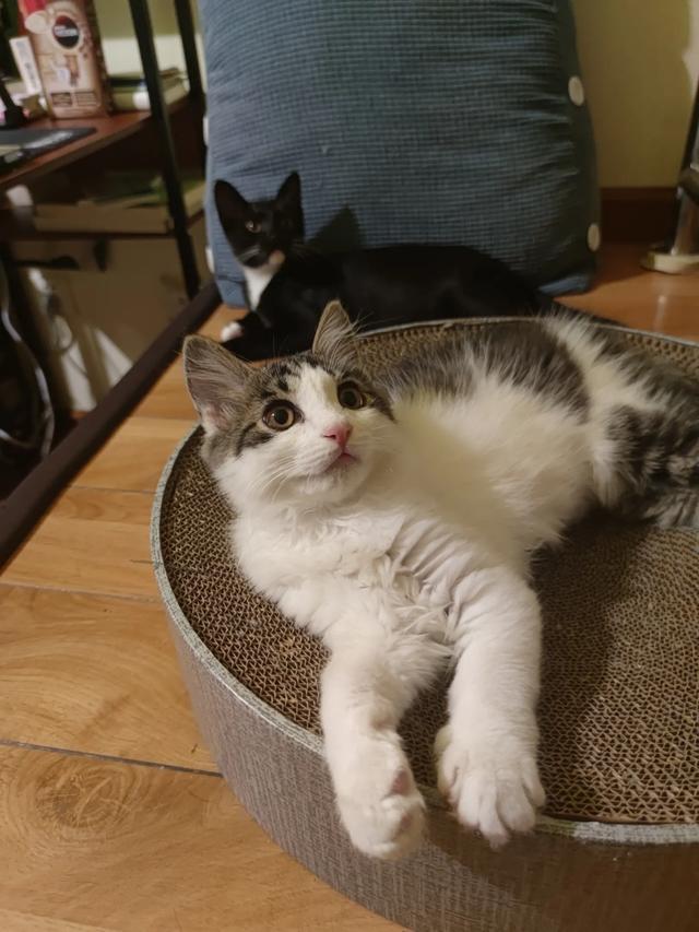 爱洗澡的猫猫 关店:为什么猫猫狗狗喜欢在主人洗澡的时候守在卫生间门口？