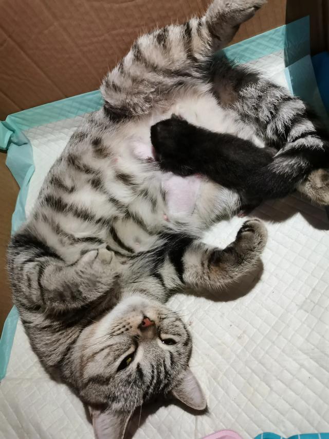 我们家猫咪快要生了，跟前跟后的一直望着我叫，给猫粮也不吃了。是什么原因？插图34