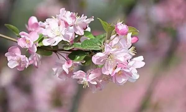 张爱玲说人生有三大遗憾：鲥鱼多刺、海棠无香、《红楼》未完，有什么深意？插图41