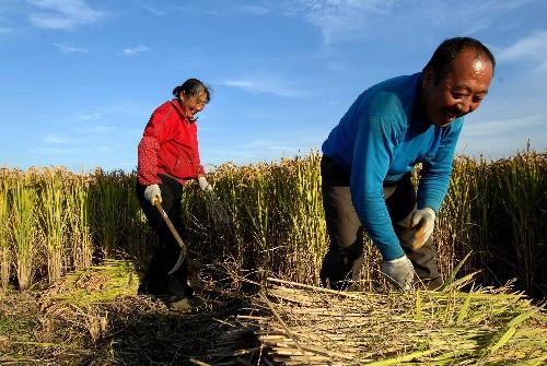 五六十年代的农民和现在的农民谁种田更辛苦呢？
