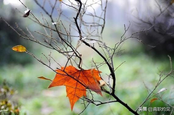 为什么面馆里一般都是用水煮面然后放高汤里，而不直接用高汤煮面？插图47