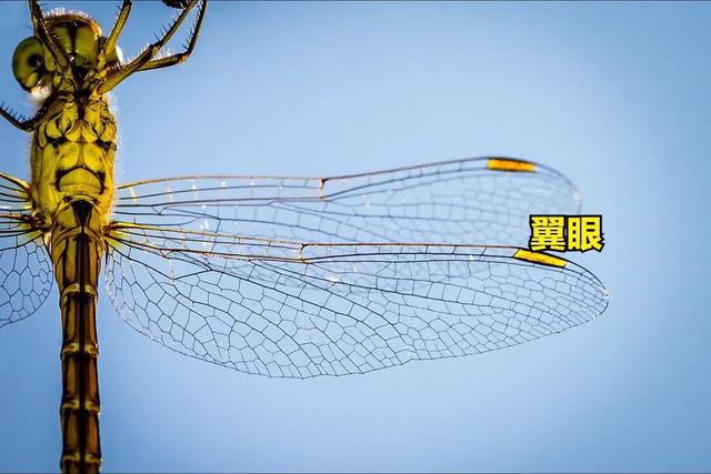 身体秘密:蜻蜓凭什么被称为飞行界王者？它的身上到底有多少秘密？
