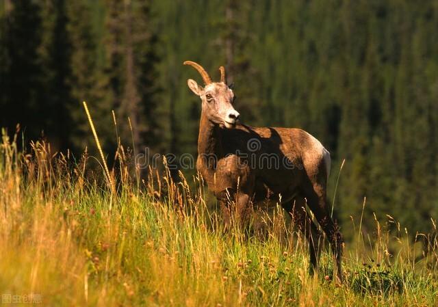 生活中总是会闷闷不乐的生肖有哪些？