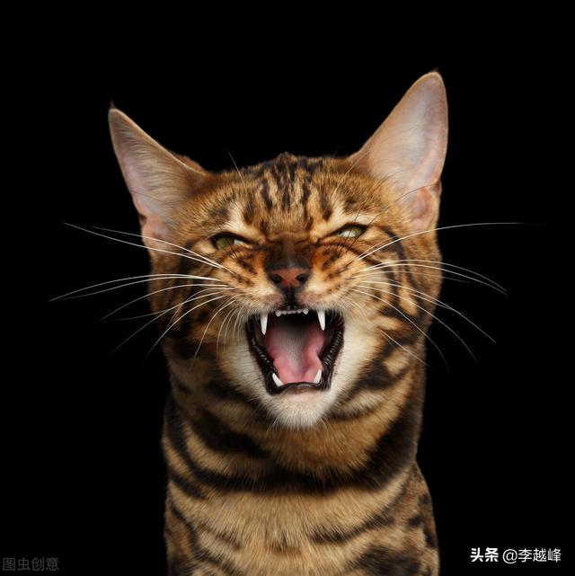 波斯猫图片:淘宝上100元的狗狗或猫咪是真的吗？