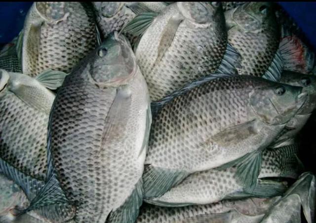 广东人为什么搞不定罗非鱼，罗非鱼在沿海地区泛滥成灾，为什么在内地无法大规模养殖