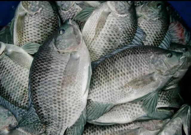 海南淡水鱼养殖:海南有多少种海鱼？怎么样？