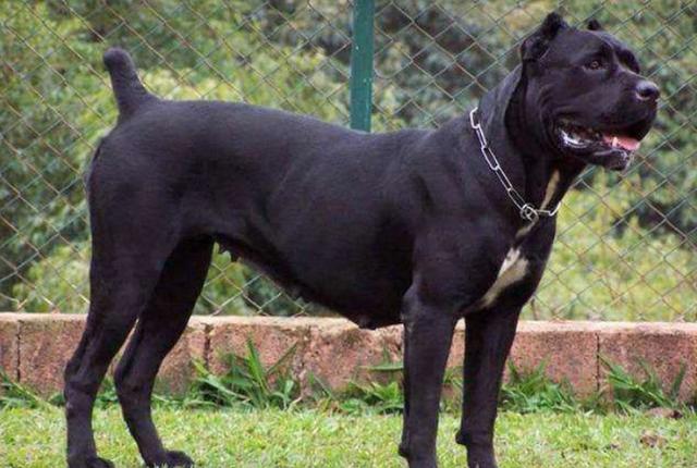 狗狗对屠夫会害怕，在野外屠夫遇到狼是否一样，狼也会怕？插图14