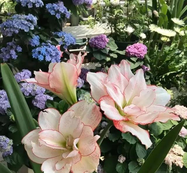 Squeeze these 3 kinds of lazy flowers in a small pot, leave them alone