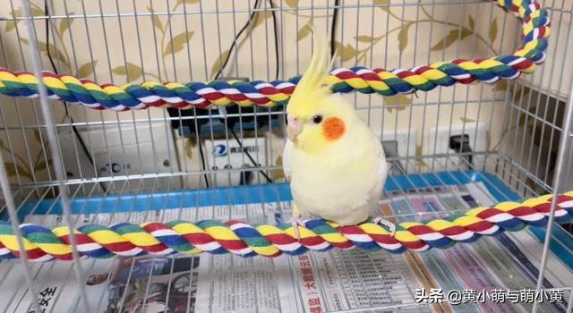 中角蛙的寿命:有哪些容易上手还不违法又好玩的宠物？