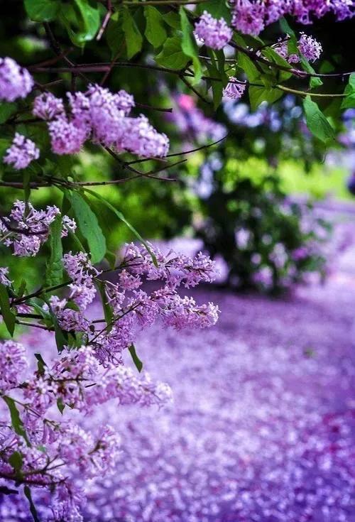 美丽的丁香花你拍过吗？可以分享一下图片吗？