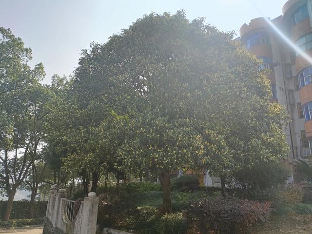 刘奕君的儿子和女儿:人到中年后才明白，儿子和女儿的差别真的很大，你怎么看？