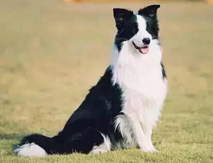 警察与防暴犬图片:防暴犬的图片 普通小狗看到警犬会觉得警察来了吗？有何依据？