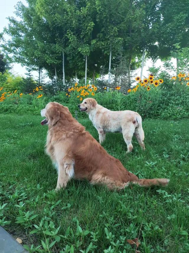 养狗之后，家里为什么会那么臭？插图8