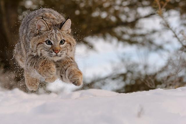 水煮活猫残忍图片:猫为什么喜欢把老鼠玩到半死不活才吃，直接吃掉不是省体力么？ 水煮鸡胸肉给猫