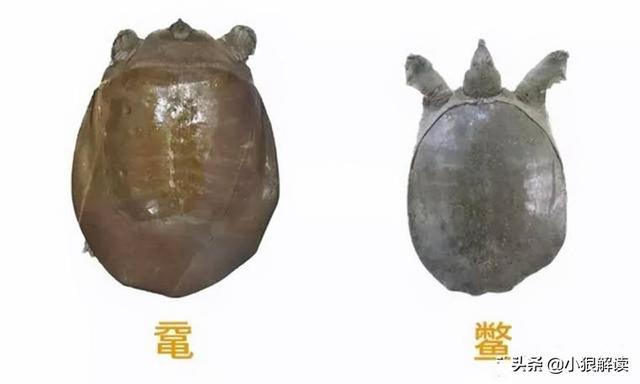 旱獭子什么样:“上岸甲鱼莫伸手，下坡野鸡不能追”，为什么这样说？有道理吗？
