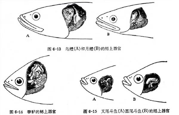 斑鱼狗可以捉吗?:亚洲黑鱼入侵美国22年，花8亿美元都没消灭，为啥老外都不吃？