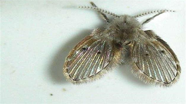 头条问答 - 卫生间和洗手间蛾蠓怎么处理掉?(8个回答)