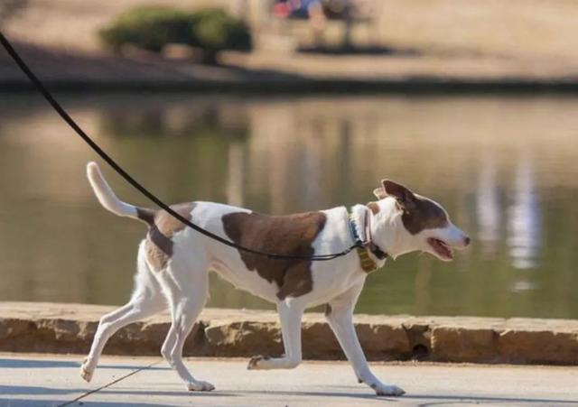 狗的命门在哪里？被大型犬追咬时，怎样做才是正确的自救方法？插图42