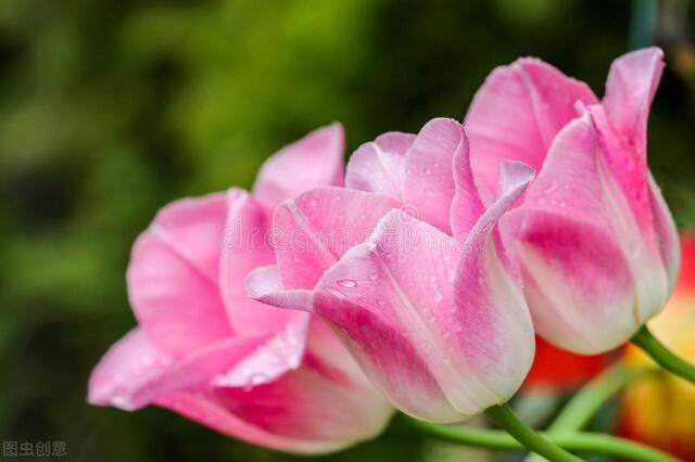 郁金香种植时间和开花时间