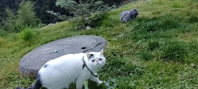 俄罗斯蓝猫胖了:领养了一只蓝猫，一直胖不起来。求解？