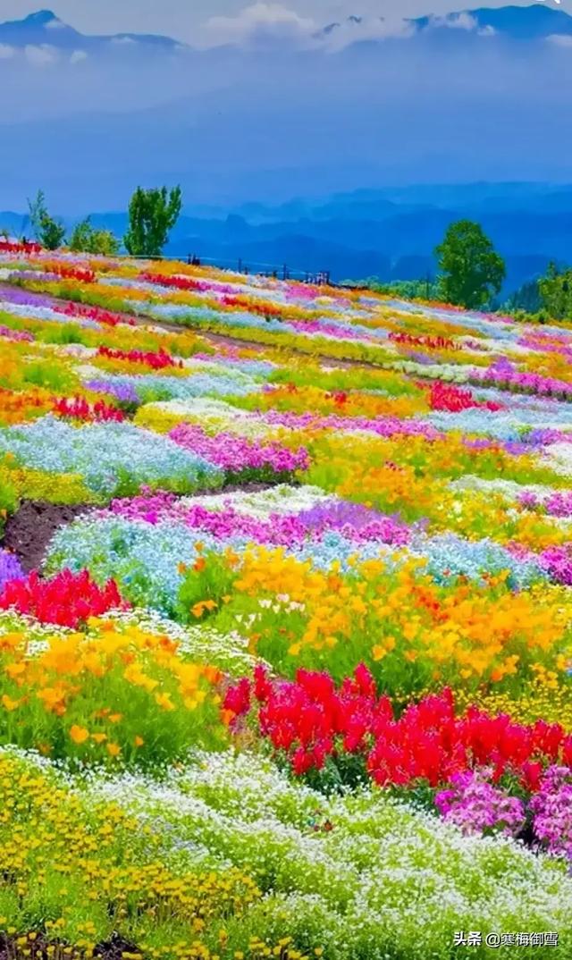 春天的风景该怎么形容呢?