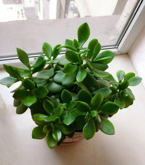 玉树养成盆景的几个技巧，为什么有人养在室内就容易挂掉呢？插图3