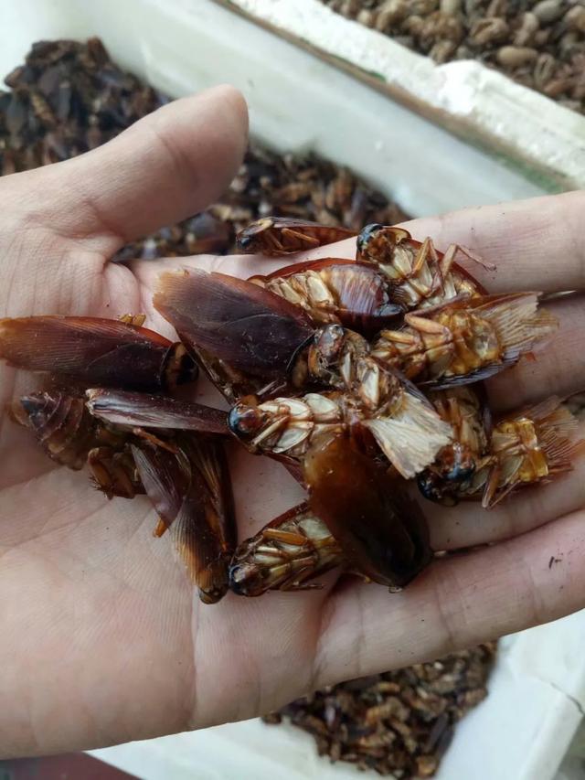 杜比亚蟑螂干什么用:杜比亚蟑螂是干什么的 蟑螂干有何作用？为什么有人高价收购蟑螂干？