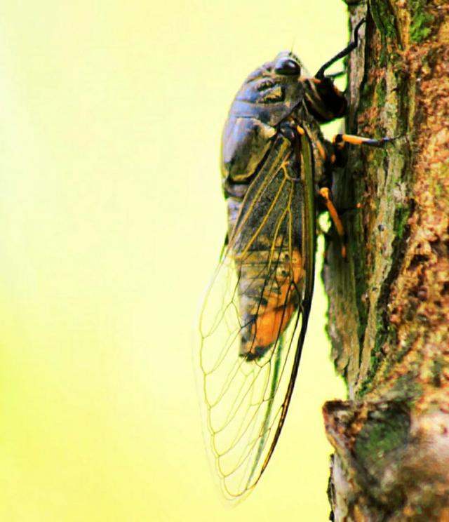 头条问答 蝉这种生物基于自身存在于自然有何意义 66个回答