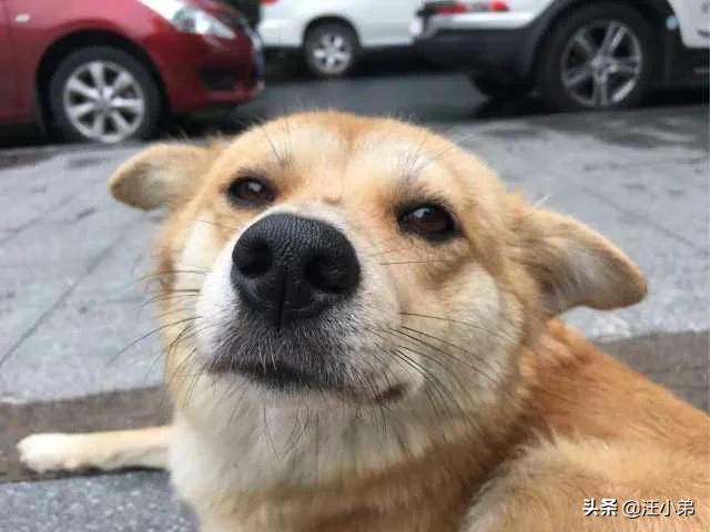 人和狗分开之后，狗狗还会记得以前的主人吗？插图65