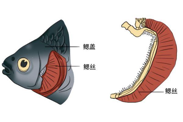 鱼鳃的工作原理:鱼能吸水里的氧气却不能吸空气里的氧气?_刘文俊说养