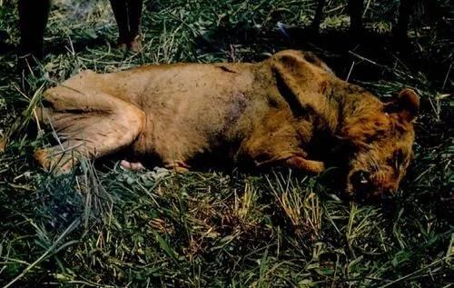牛头梗 豪猪:牛头梗大战豪猪 狮子是百兽之王，为什么遇到豪猪却秒怂？