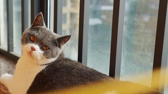 猫惊尸:人去逝后为什么不充许猫从身上跳过？有什么讲究？