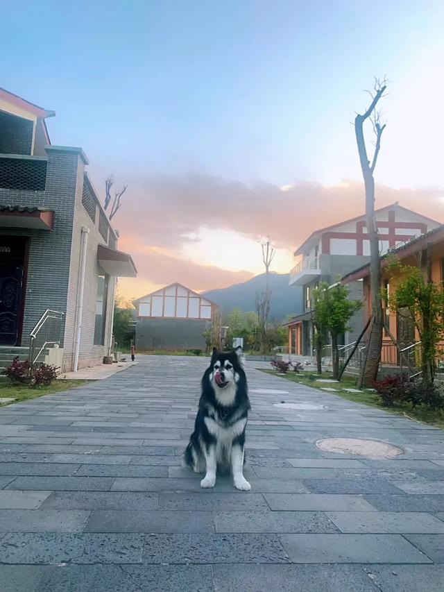 长沙阿拉斯加:阿拉斯加犬在城市里能养吗？