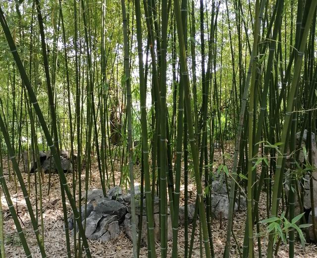 铁山靠怎么回事？