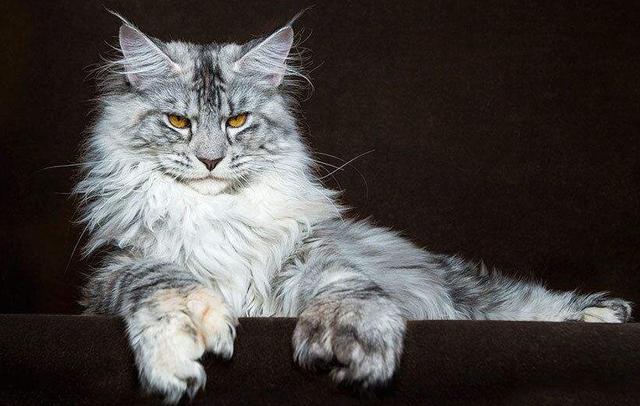 猫咪摇头:十猫九螨，如何成为一个没有耳螨的猫？