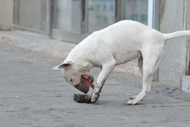 比特犬买卖区，重庆4岁男童被比特犬咬住腿，遇到恶犬时该如何处理