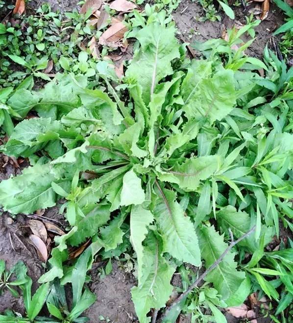 健倍达枸杞叶茶(代用茶),常吃枸杞对身体有什么好处？该怎么食用？