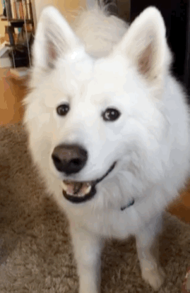 所有大型犬图片及名称:有哪些品种的忠诚温顺大型犬？