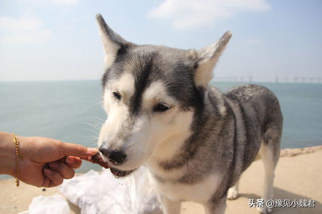 约克夏狗吃不吃狗屎:十个月的约克夏每天溜三到五次仍然在家大小便，该怎么训练？