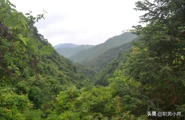 中华异闻录之民间奇闻异事免费，为什么农村的老人说：没有虫鸣的深山，不要只身前往