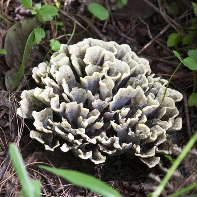 昆明机场灵异事件小男孩:云南有哪些本地人觉得司空见惯，外地人觉得匪夷所思的事情？