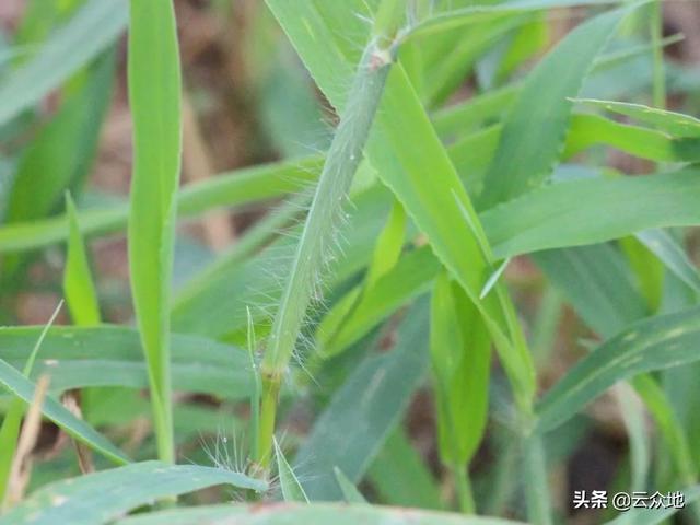 西里汉梗绝种:请问各位水稻种植户，最烦什么杂草？