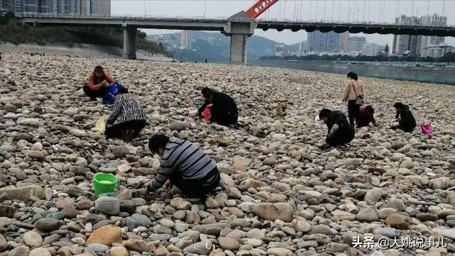 山蛩虫哪里有卖:山蛩虫图片 山蛩虫对农业有什么危害？