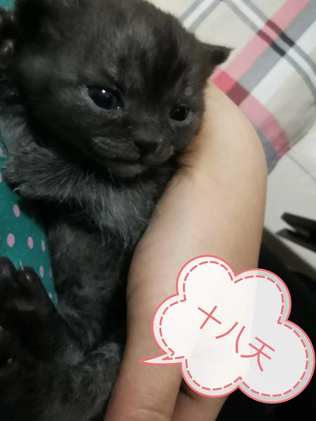 我们家猫咪快要生了，跟前跟后的一直望着我叫，给猫粮也不吃了。是什么原因？插图38