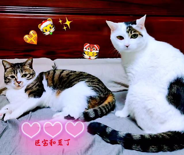 家猫:都说猫养不熟，是真的吗？